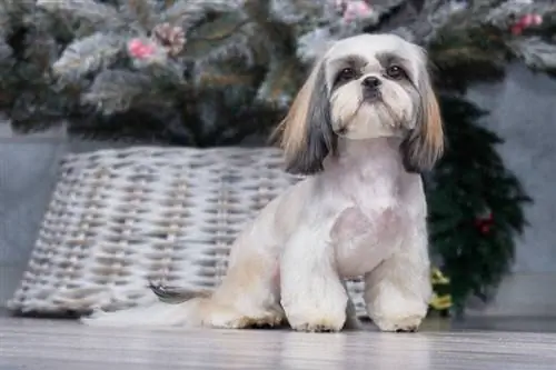 shih tzu met keëlpote