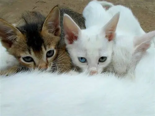 anak kucing minum susu ibunya