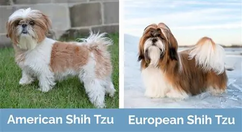 Amerikaanse en Europese Shih Tzu langs mekaar