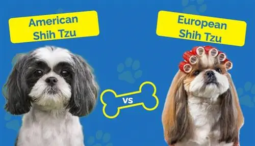 Αμερικανός εναντίον Ευρωπαίου Shih Tzu - Ποια είναι η διαφορά (με εικόνες)