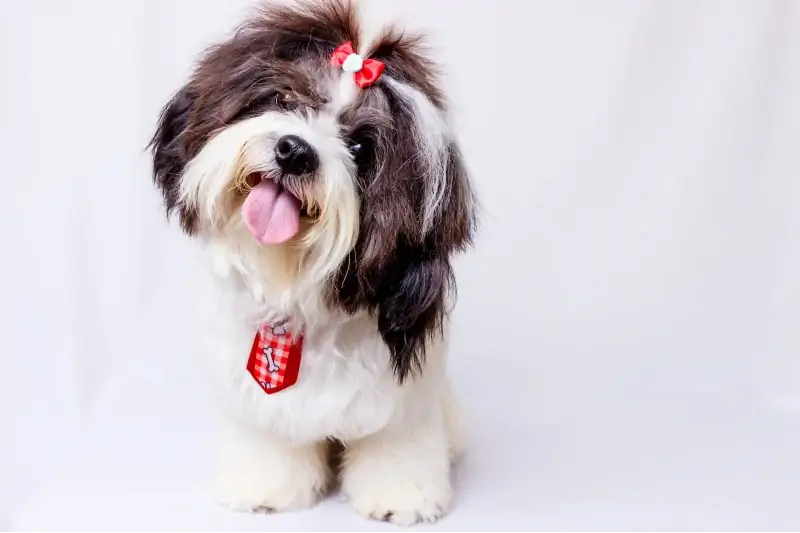 zwart-witte shih tzu-hond met zijn tong uit