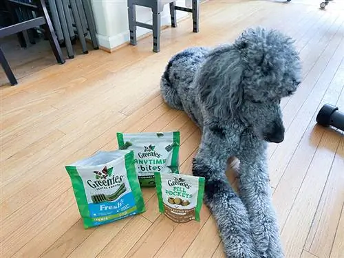 chó poodle với thức ăn cho chó greenies