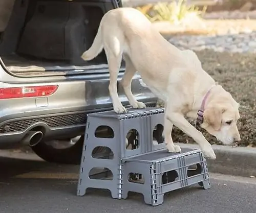 anjing menggunakan tangga untuk turun dari kereta