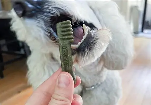 hvit puddelhund i ferd med å spise tanngodbiten