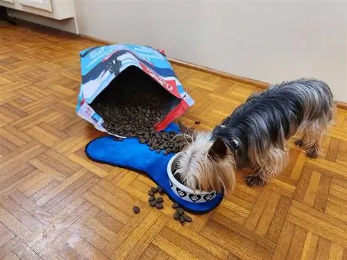 leo comiendo comida para perros orijen seis peces