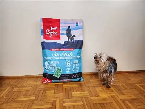 Leo mit Orijen Six Fish Hundefutter