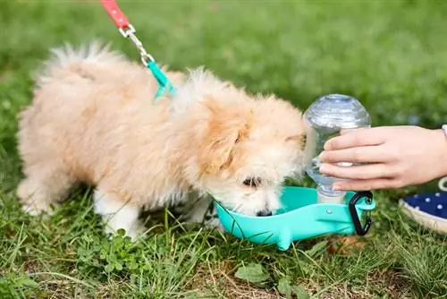 sevimli köpek yavrusu içme suyu