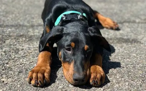 qenush doberman i shtrirë në tokë