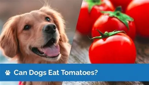 Bolehkah Anjing Makan Tomato? Fakta Pemakanan & Panduan Keselamatan