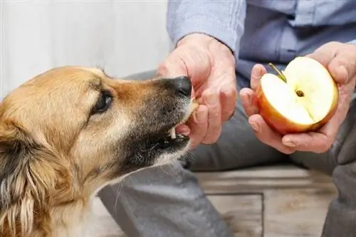 hund bliver fodret med æble