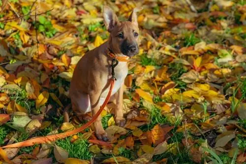 10 raças de cães mais populares no México (atualização de 2023)