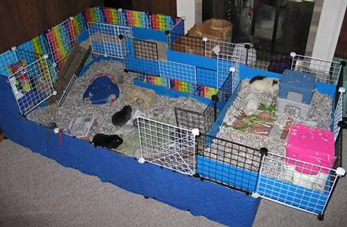 CAGE DE COCHON D'INDE DIY SUPER FACILE ET PAS CHER