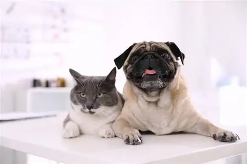 cão pug e gato na mesa branca na clínica veterinária