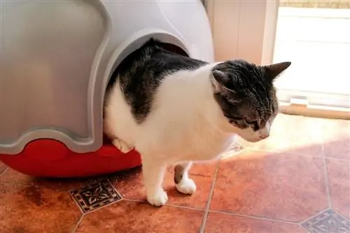 pusa sa loob ng isang nakatalukbong litter box