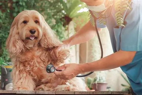 veterinario examinando cachorro perro cockapoo