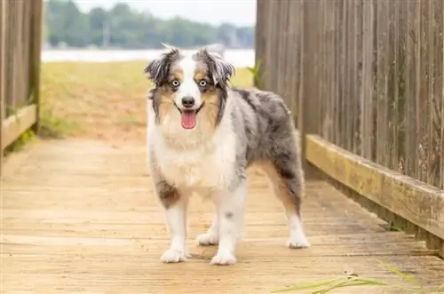 blue merle miniatuur Australiese herder by die strand