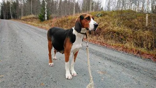 Drektig finsk hund