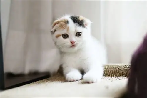 Anak kucing Calico Scottish Fold