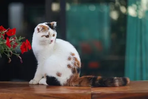 Calico Scottish Fold kačiukas sėdi