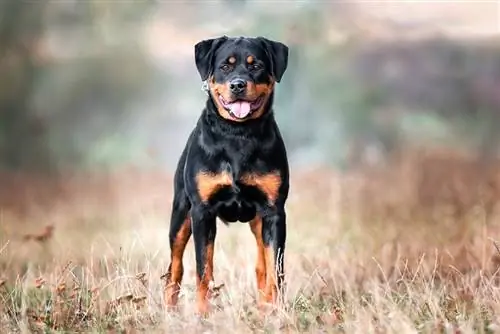 rottweiler ውሻ በሣር ላይ ቆሞ