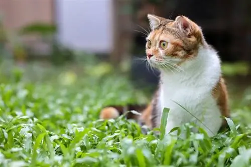 Calico Scottish Fold – Faktat, alkuperä & Historia (kuvilla)