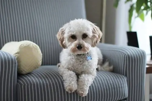 Filhote de cachorro Shih Tzu branco na cadeira de sofá de tecido