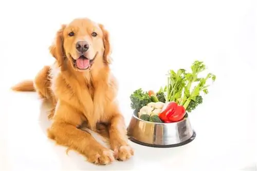 golden retriever con plato de verduras