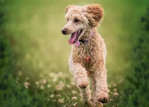 Perro de pura raza juguetón corriendo a lo largo de pradera cubierta de hierba en el parque