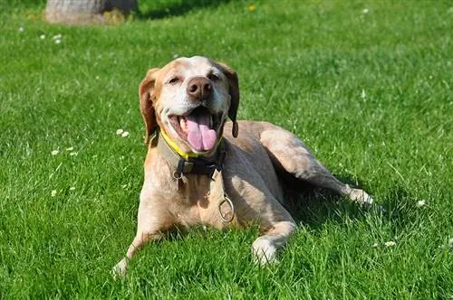 een gelukkige hond die op gras ligt