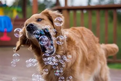 5 Migliori Bubble Machine per cani - 2023 Recensioni & Top Picks