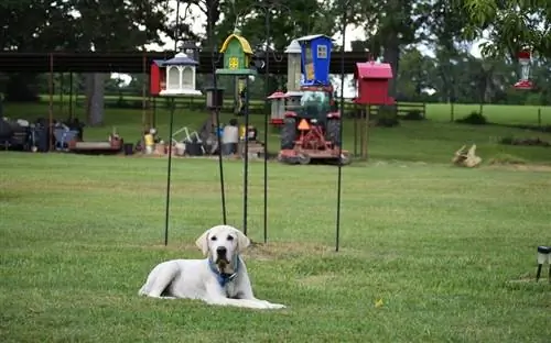 Mon chien mange des graines pour oiseaux - Explication des risques examinés par le vétérinaire