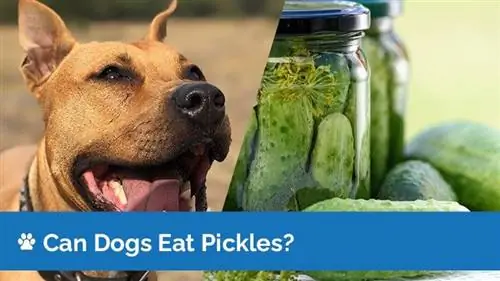 Les chiens peuvent-ils manger des cornichons ? Les cornichons sont-ils sans danger pour les chiens ? (Le guide)