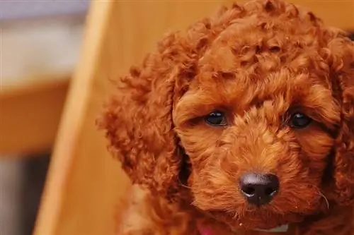 Doux chiot cockapoo gros plan