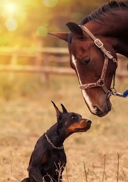 doberman e cavalo