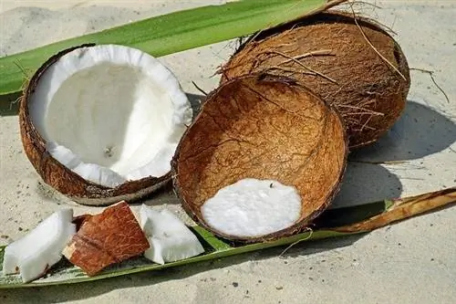 Bolehkah Anjing Makan Kelapa