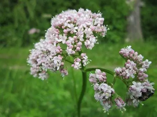 Bunga valerian