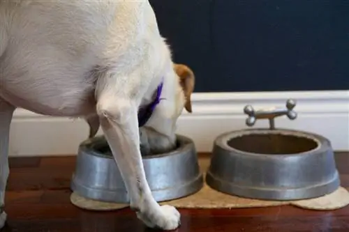 chien qui boit dans le bol d'eau