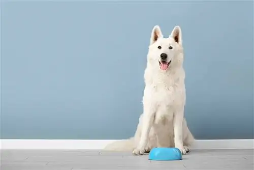 chien blanc et bol d'eau