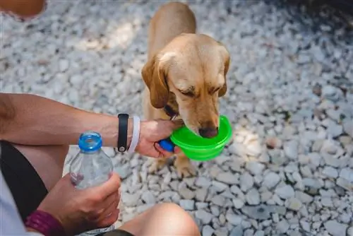 person som ger vatten till hunden