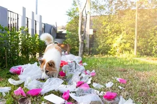 Hunden illrar på skräpet _frank60_shutterstock