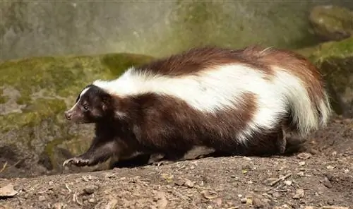 skunk som går