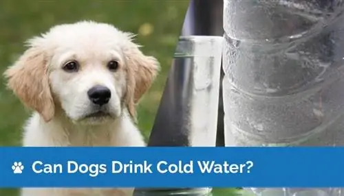 ¿Deben los perros beber agua fría? ¿El agua fría es buena para los perros?