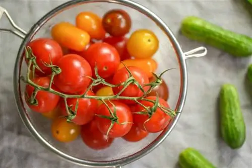 Tomato ceri