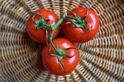 tiga biji tomato