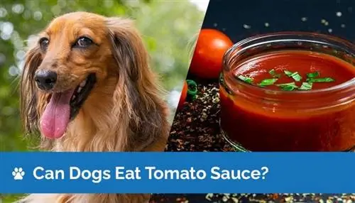 Bisakah Anjing Makan Saus Tomat? Apakah Saus Tomat Aman untuk Anjing?