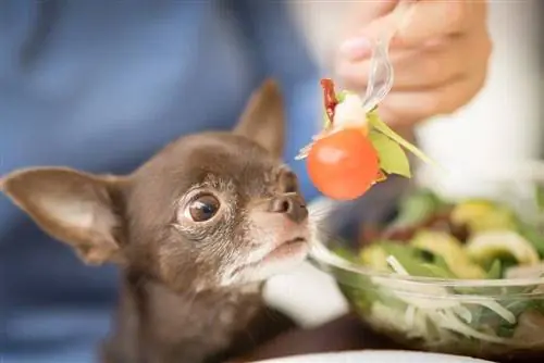 Chihuahua makan salad tomat