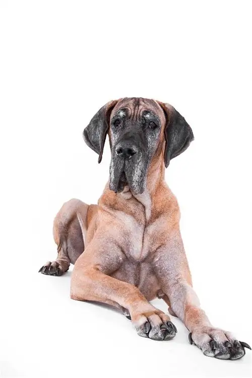 senior fawn great dane