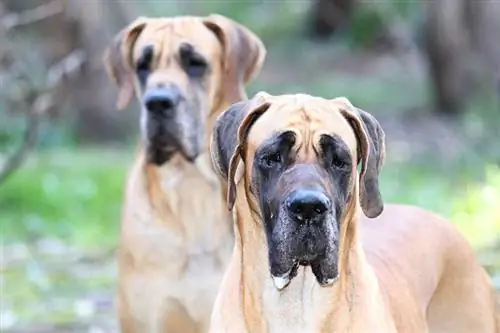 sluit twee fawn great dane honde op