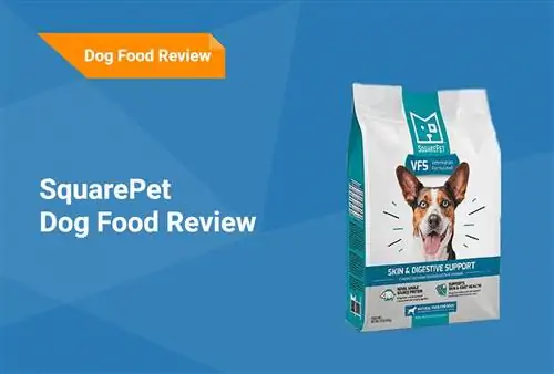 SquarePet Dog Food Review 2023. Հիշում է, կողմ & Դեմ