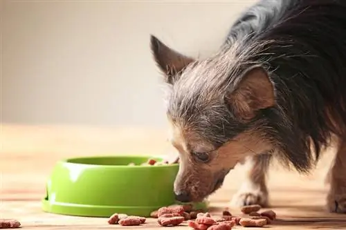 cane anziano che mangia cibo sul pavimento